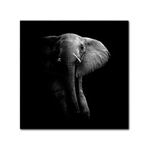 Trademark WildPhotoArt 14"X14" Elephant Canvas Art